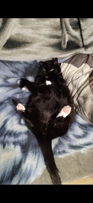 Koty kot adopcja Czarek