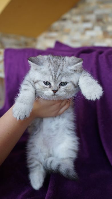 Опытный кот серебристой британской шиншиллы  приглашает