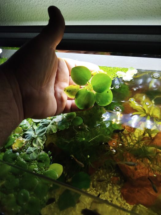 Amazon Frogbit (Planta de superfície)