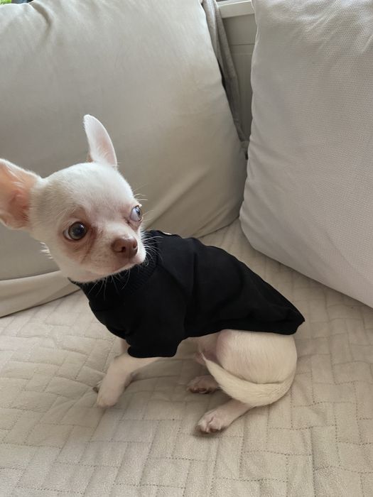 Bluza ubranko MIKI dla pieska Chihuahua roz. S