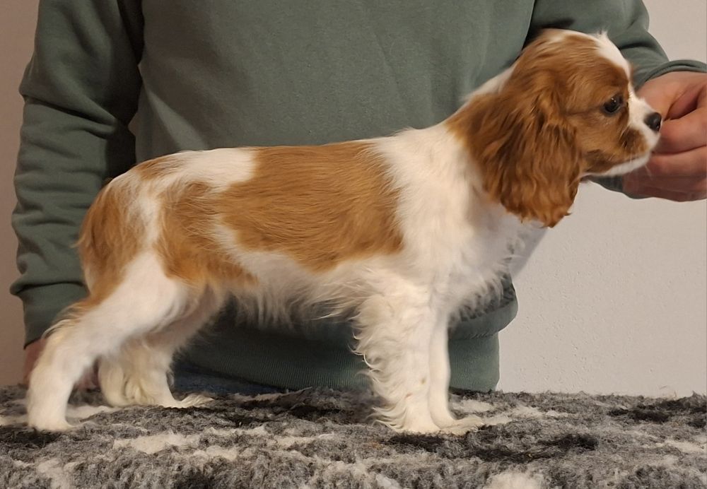 Cavalier King Charles Spaniel ZKwP FCI KRAKÓW