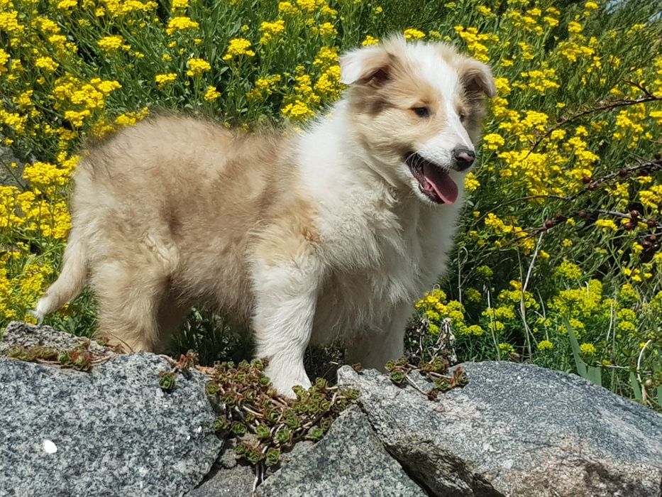 Owczarek szkocki collie