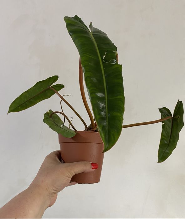 Філодендрон Білліє (Philodendron billietiae)
