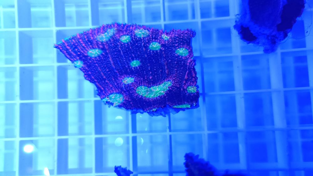 Echinophyllia Kelk “Watermeloen”