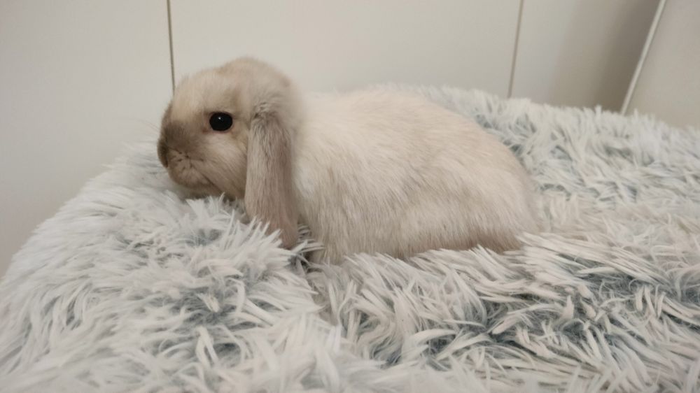 Króliczki mini lop