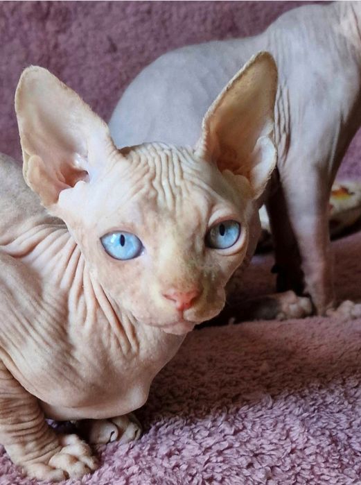 Niebieskooki kocurek sfinks kanadyjski