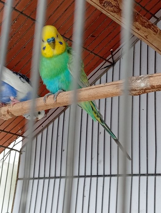 Piriquitos arco íris