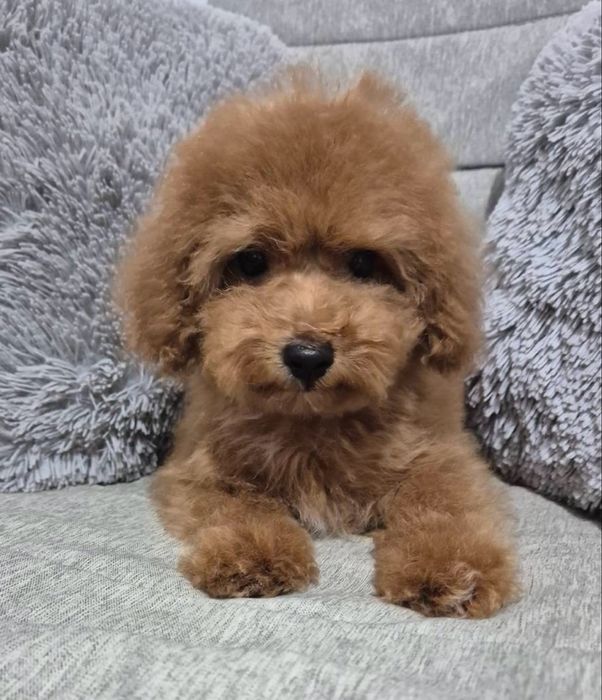 Продаётся щенок той пуделя