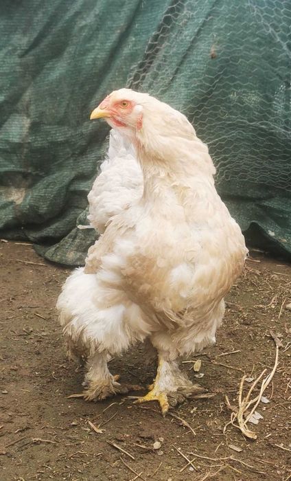 Ovos galados/ férteis de brahma e wyandotte