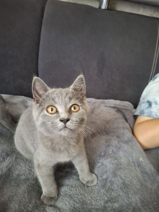 Британські кошенята