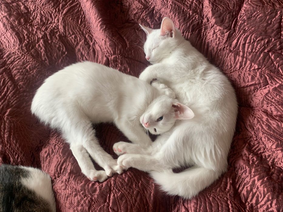 Кошенята Дивовижні