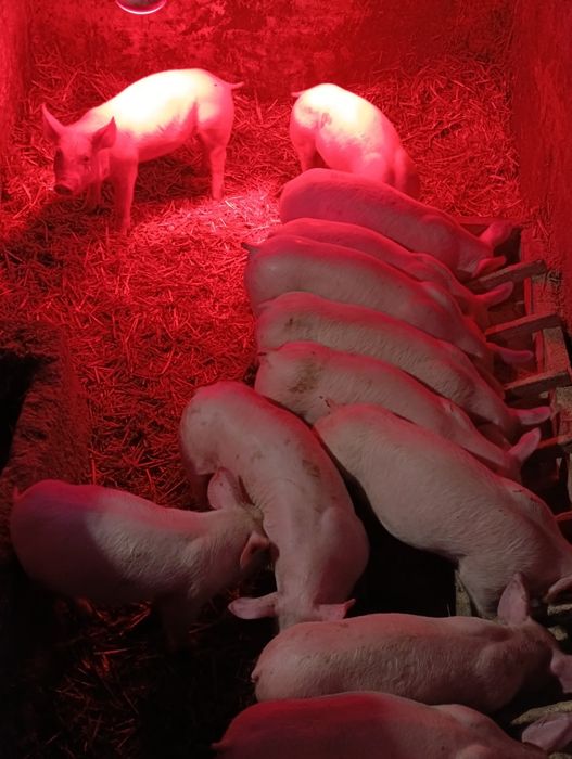 Продаж поросят  трьохпородка на відгодівлю