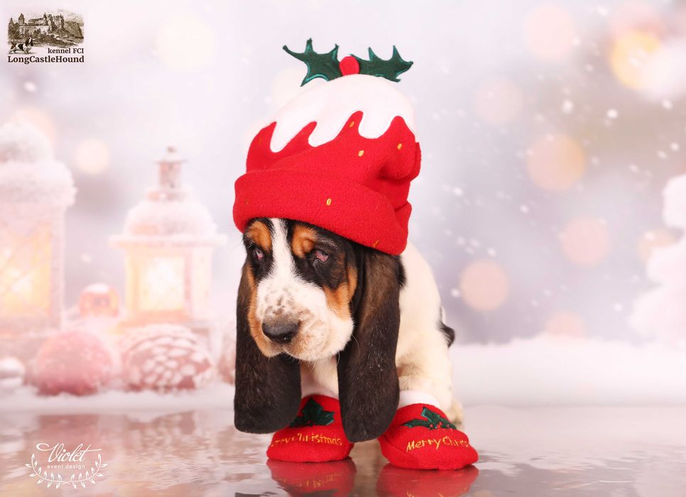 Бассет Хаунд Щенки. Более 30 лет жизни с этой замечательной породой.