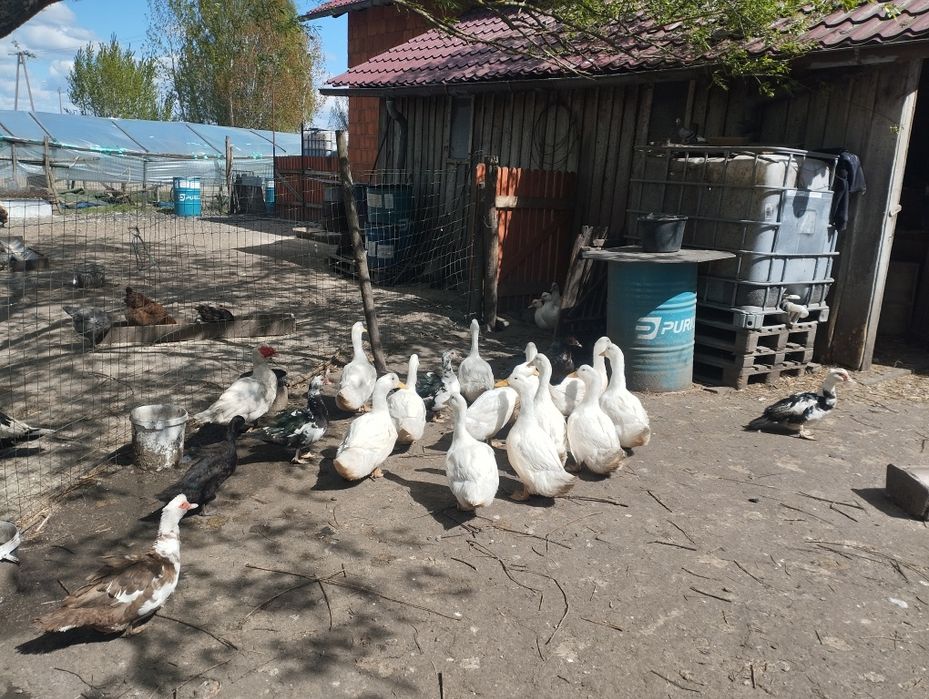 Kaczki Pekin i Francuzy