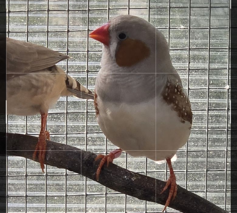 Zeberki australijskie /amadyny zebrowate/domowe ptaszki