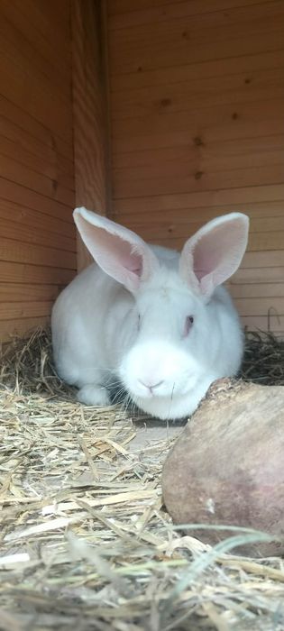 Króliki Termondzkie