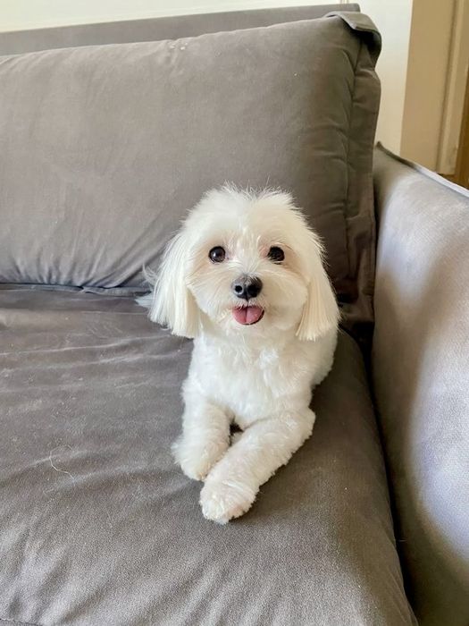 Suczka maltipoo f1 pudel red&maltańczyk pochodzenie fci