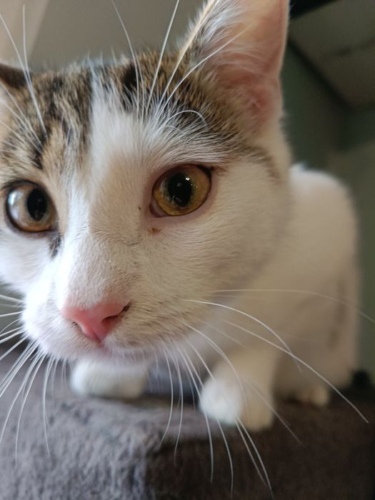 Kocurki do adopcji
