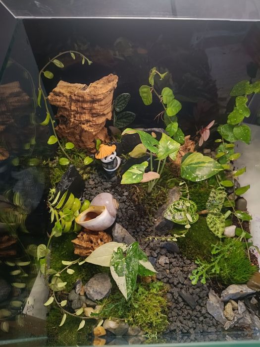 Las w szkle // paludarium // Optiwhite 25x25x25cm