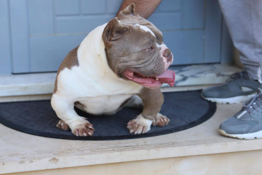 American Bully Micro Exotic