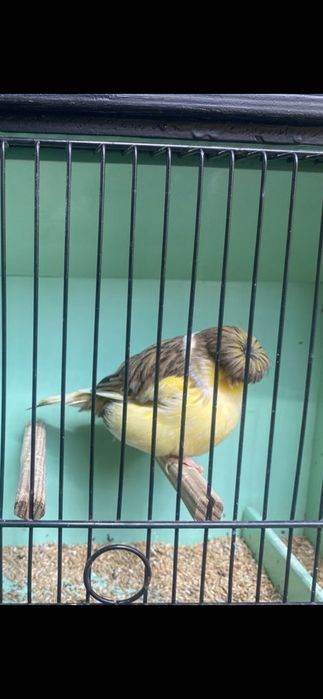 Canários mosaicos amarelos, Glosters, frisados do Norte, para venda