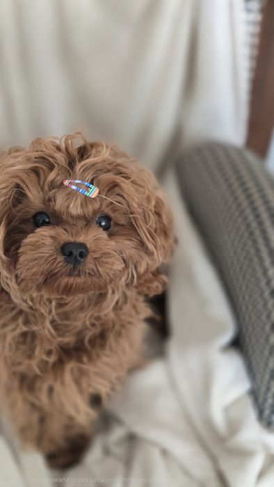 Cavapoo F1b sunia