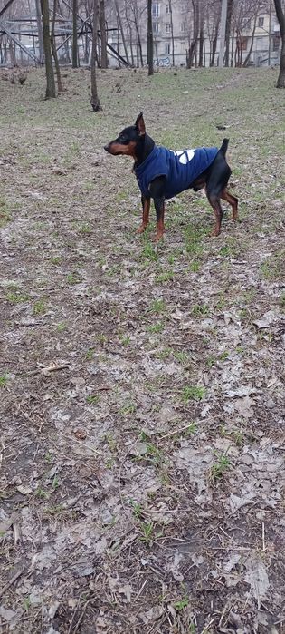 Вязка цвергпинчер