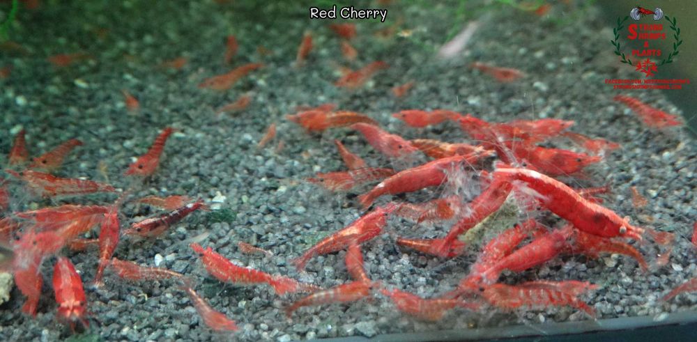 Krewetki Neocaridina Red Cherry woda kranowa ZAMIANA GRATIS PROMOCJA