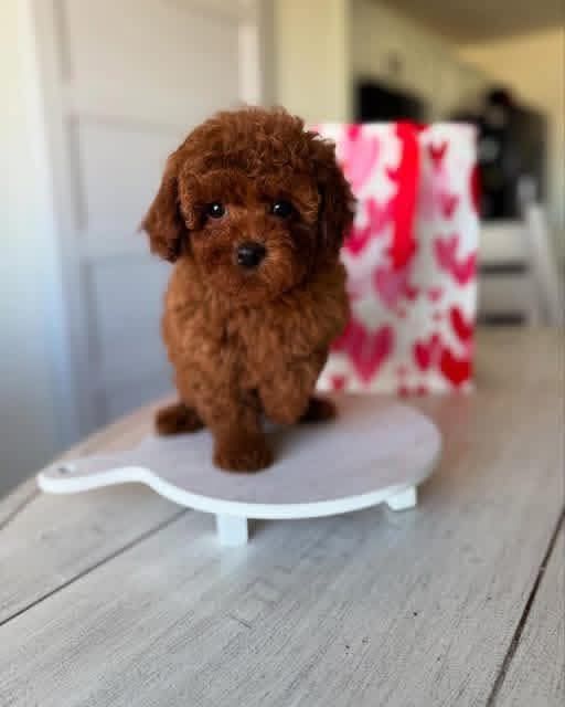 Хлопець той пудель, ред браун