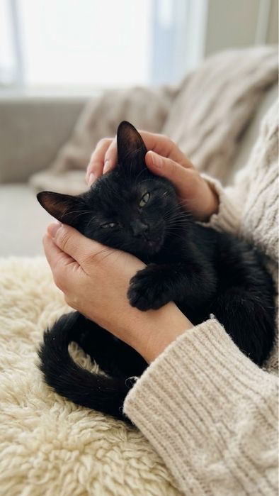 Клубне кошеня у добрі руки.