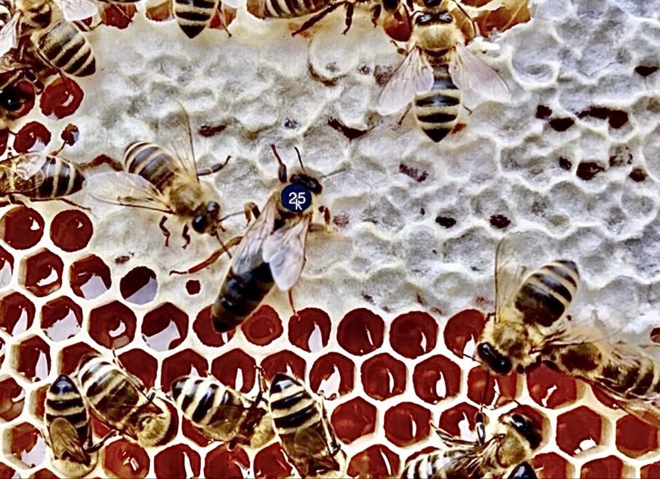 Матки Карпатка!   Матка Карніка!