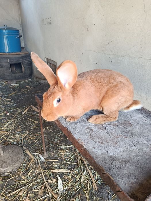 Продажа    кролів