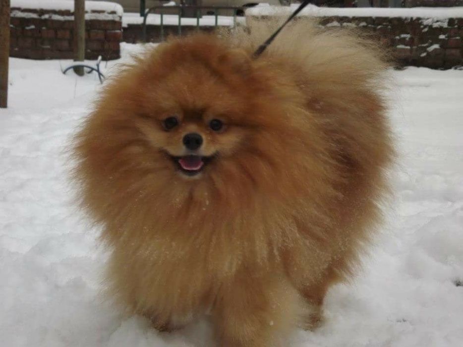 Вязка Шпиц любимый