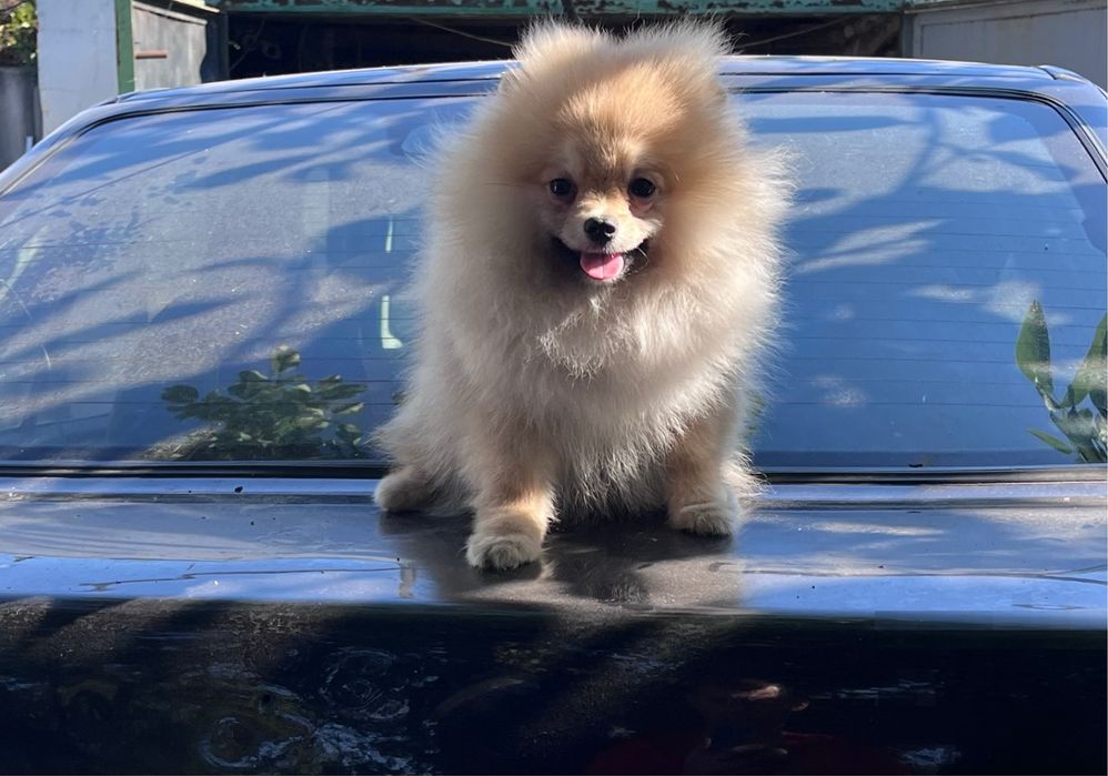 Померанский шпиц девочка привита