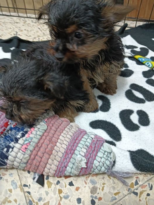 Mini Yorkshire Terrier