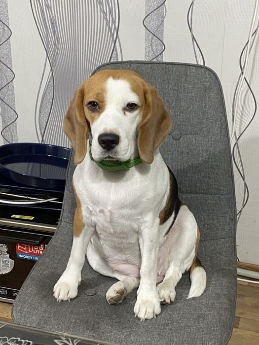 Продам цуценят Бігль