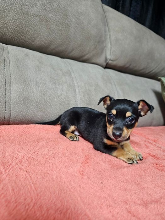 Pinscher mini macho