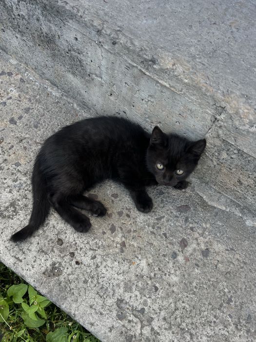 Кошеня безкоштовно (котик)