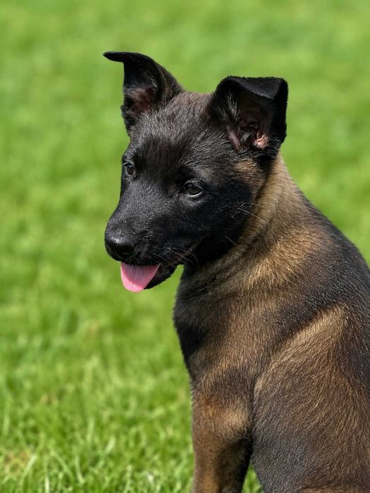 Owczarek belgijski malinois z rodowodem