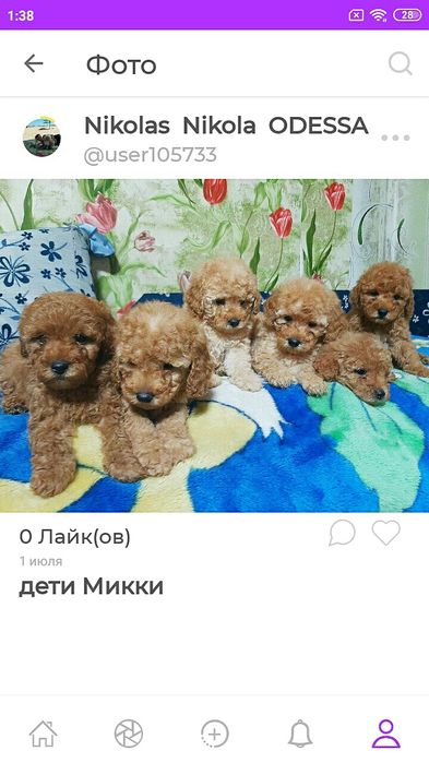 Вязка Малый пудель      Michelangelo   за Алиментного щенка договорная