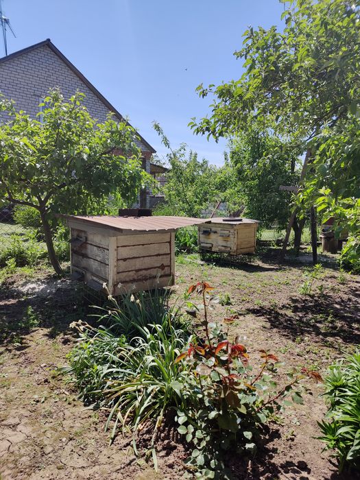 Продам бджолині сім'ї, улики, бджоли