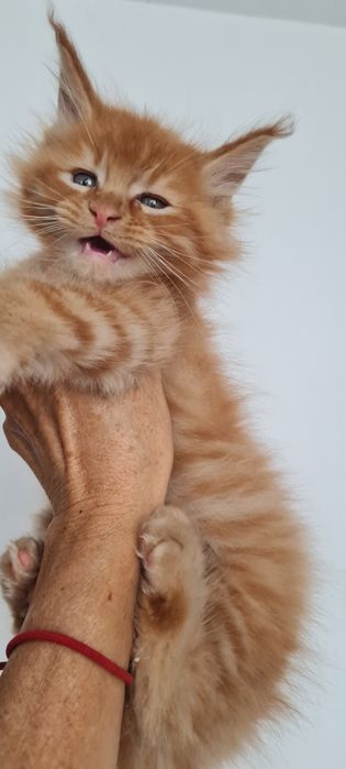 Maine Coon Rudy kocurek śliczny