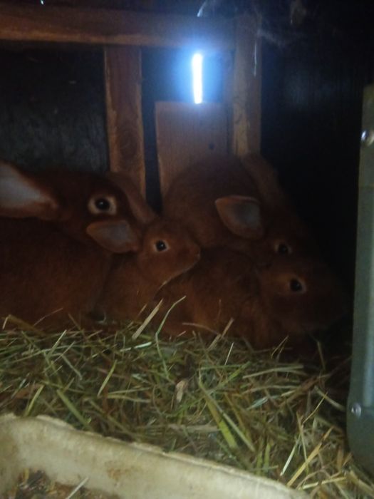 Kroliki samce i samiczki 2 - 6 miesięczne .