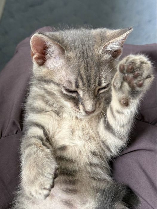 Кошеня маленький котик 3 міс
