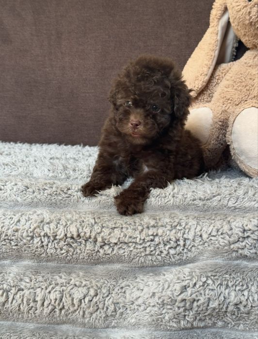 Той пудель девочка