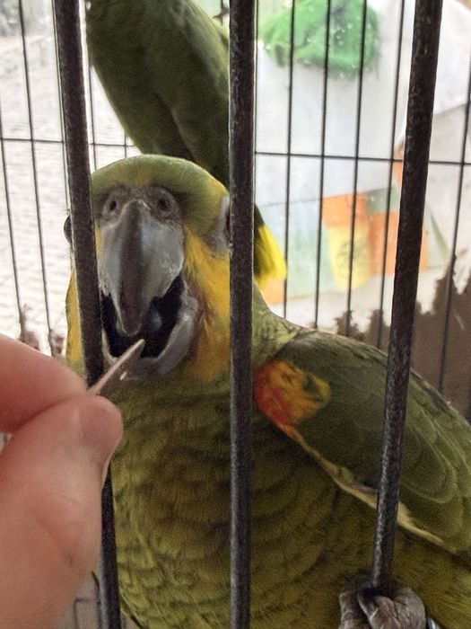 Papagaio Amazona Aestiva