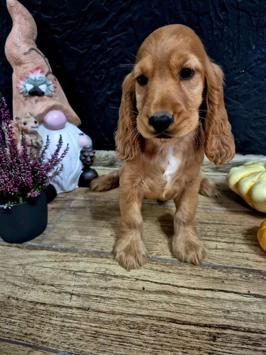 Cocker spaniel suczka Lola