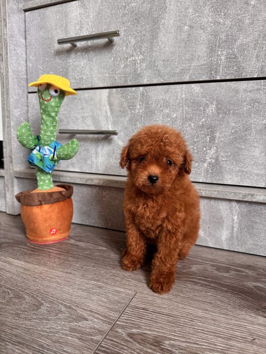 Яскравий та неповторний мальтіпу