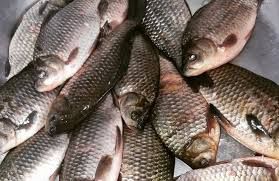 Свіжа риба, карась, щука, опт