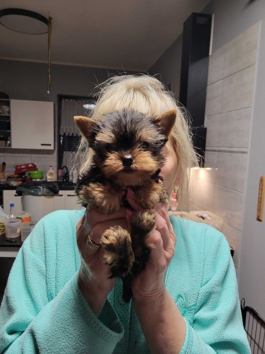 York Terrier suczka mini gotowe do odbioru z  rodowodem !!!